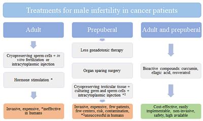 Bioactive compounds as potential alternative treatments to prevent cancer therapy-induced male infertility